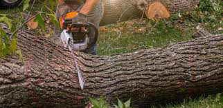 Best Organic Lawn Care Solutions  in Midfield, AL