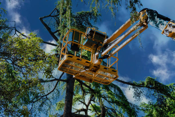 Best Commercial Tree Services  in Midfield, AL